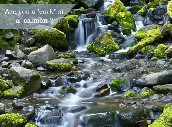 In the Stream of Life, are you a Cork or a Salmon?